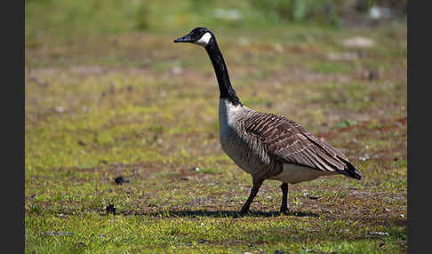 Kanadagans (Branta canadensis)