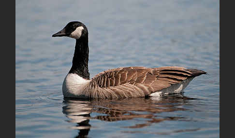 Kanadagans (Branta canadensis)