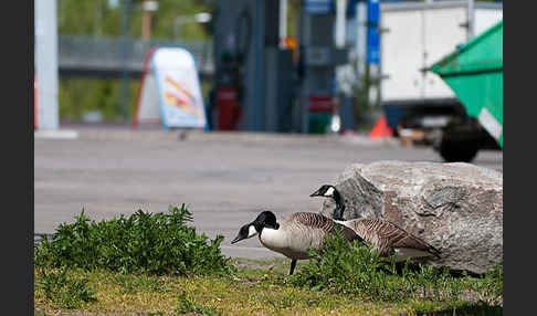 Kanadagans (Branta canadensis)