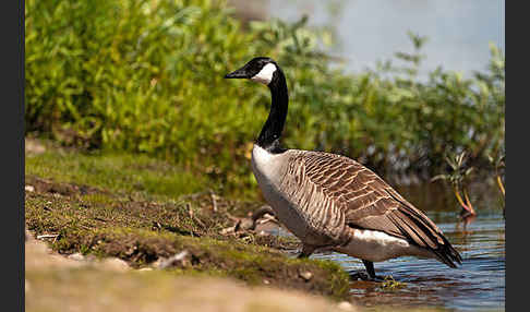 Kanadagans (Branta canadensis)