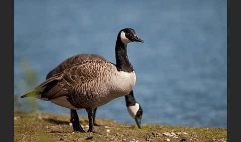 Kanadagans (Branta canadensis)