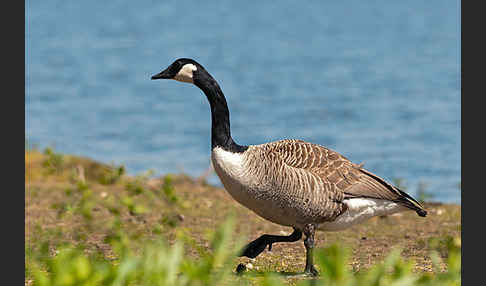 Kanadagans (Branta canadensis)