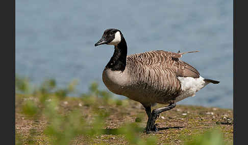 Kanadagans (Branta canadensis)