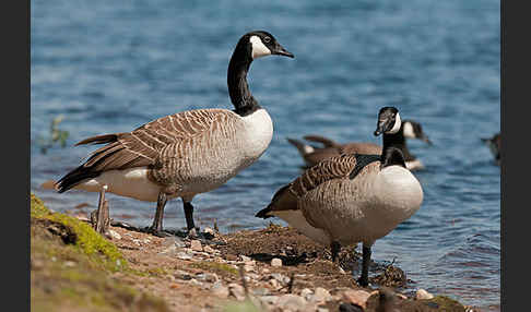 Kanadagans (Branta canadensis)