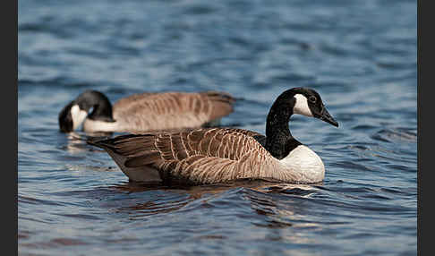 Kanadagans (Branta canadensis)