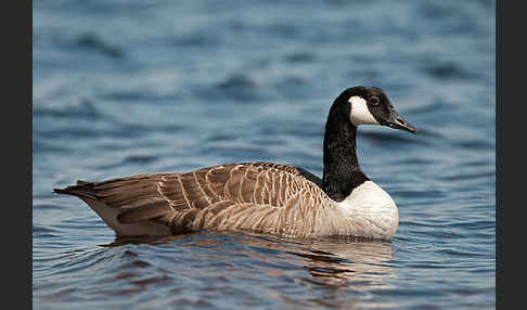 Kanadagans (Branta canadensis)