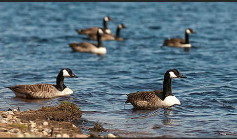 Kanadagans (Branta canadensis)