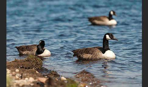 Kanadagans (Branta canadensis)