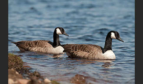 Kanadagans (Branta canadensis)