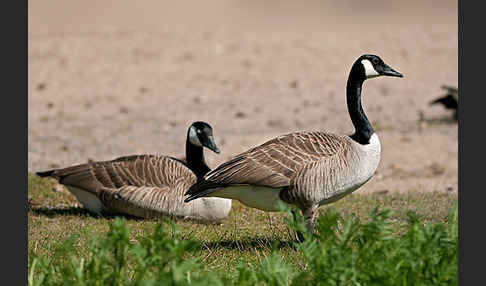 Kanadagans (Branta canadensis)