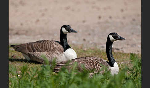 Kanadagans (Branta canadensis)