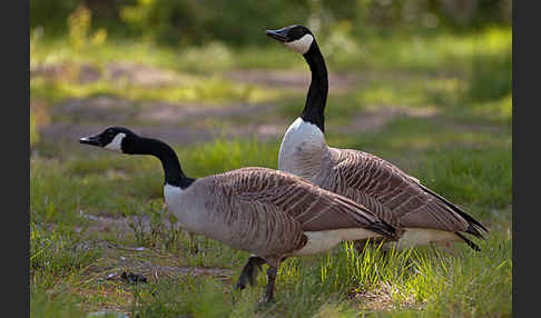 Kanadagans (Branta canadensis)