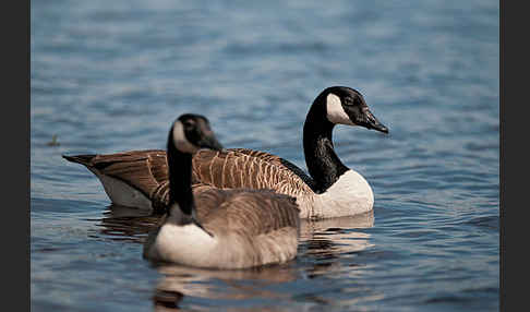 Kanadagans (Branta canadensis)