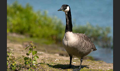 Kanadagans (Branta canadensis)