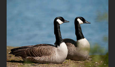 Kanadagans (Branta canadensis)