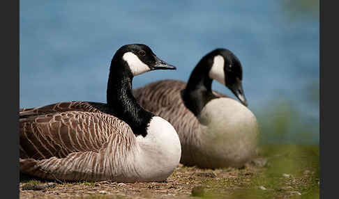 Kanadagans (Branta canadensis)