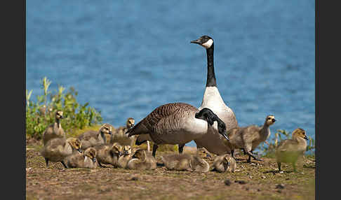 Kanadagans (Branta canadensis)