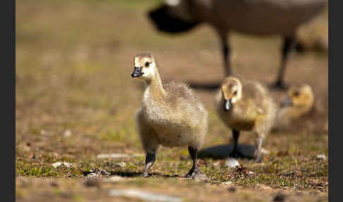 Kanadagans (Branta canadensis)