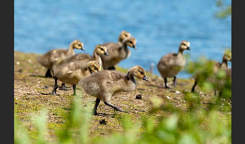 Kanadagans (Branta canadensis)