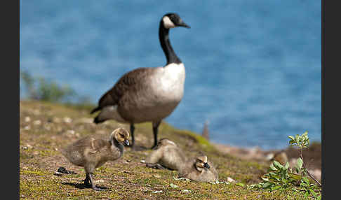 Kanadagans (Branta canadensis)