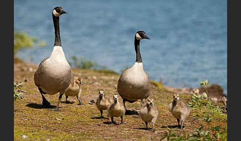 Kanadagans (Branta canadensis)