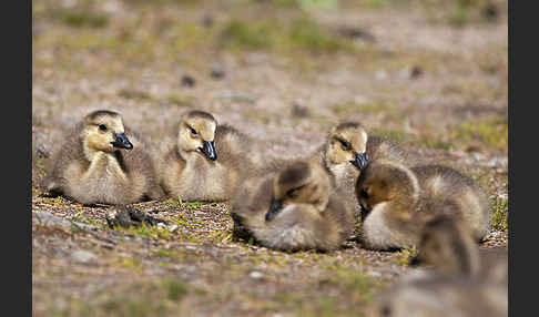 Kanadagans (Branta canadensis)