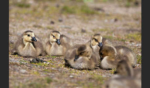 Kanadagans (Branta canadensis)