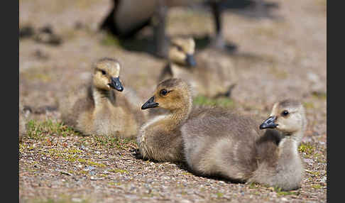 Kanadagans (Branta canadensis)