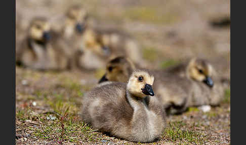 Kanadagans (Branta canadensis)