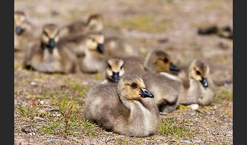 Kanadagans (Branta canadensis)