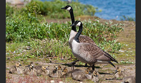 Kanadagans (Branta canadensis)