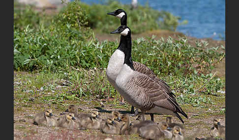 Kanadagans (Branta canadensis)