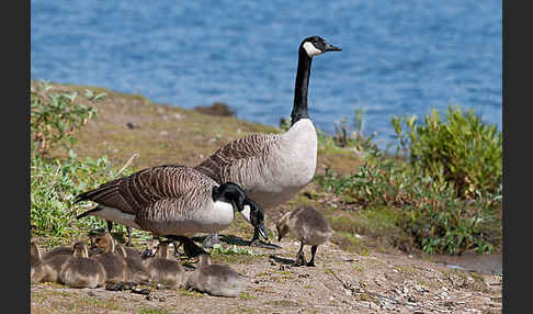 Kanadagans (Branta canadensis)