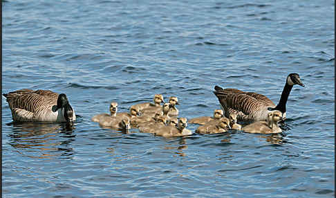 Kanadagans (Branta canadensis)