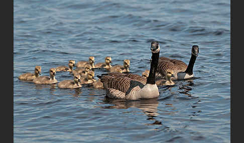 Kanadagans (Branta canadensis)