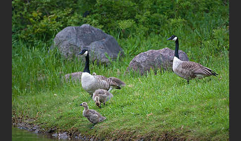 Kanadagans (Branta canadensis)