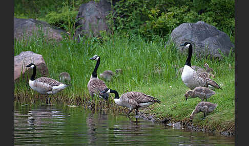 Kanadagans (Branta canadensis)