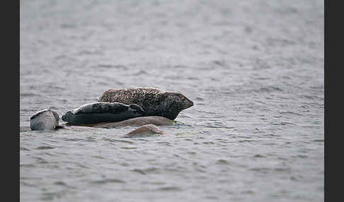 Seehund (Phoca vitulina)