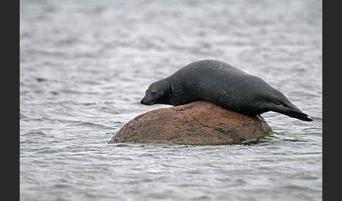 Seehund (Phoca vitulina)