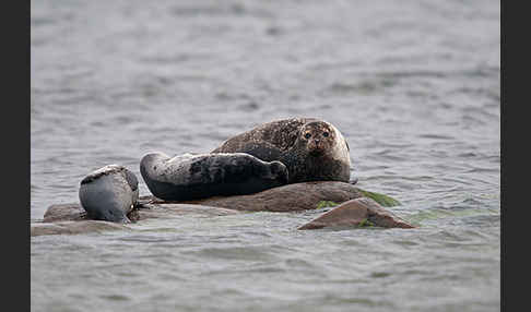 Seehund (Phoca vitulina)