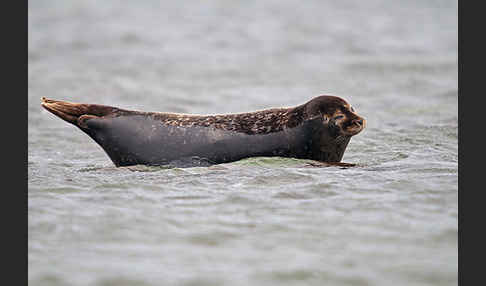 Seehund (Phoca vitulina)