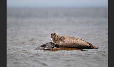 Seehund (Phoca vitulina)