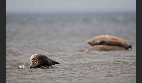 Seehund (Phoca vitulina)