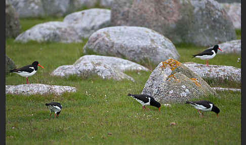 Austernfischer (Haematopus ostralegus)