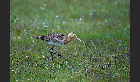 Uferschnepfe (Limosa limosa)