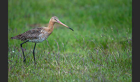 Uferschnepfe (Limosa limosa)