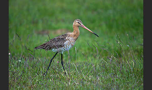 Uferschnepfe (Limosa limosa)