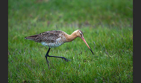 Uferschnepfe (Limosa limosa)