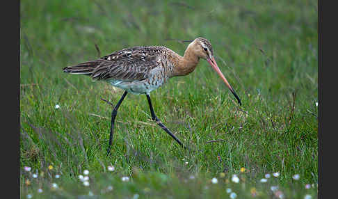 Uferschnepfe (Limosa limosa)