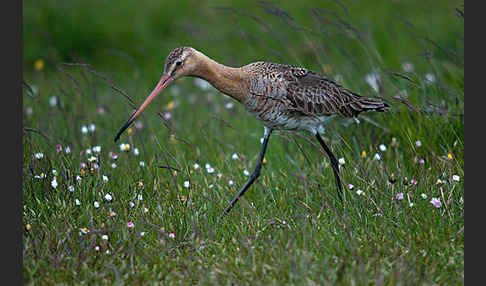 Uferschnepfe (Limosa limosa)